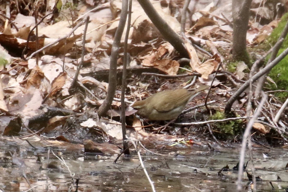 Swainson's Warbler - ML445859371