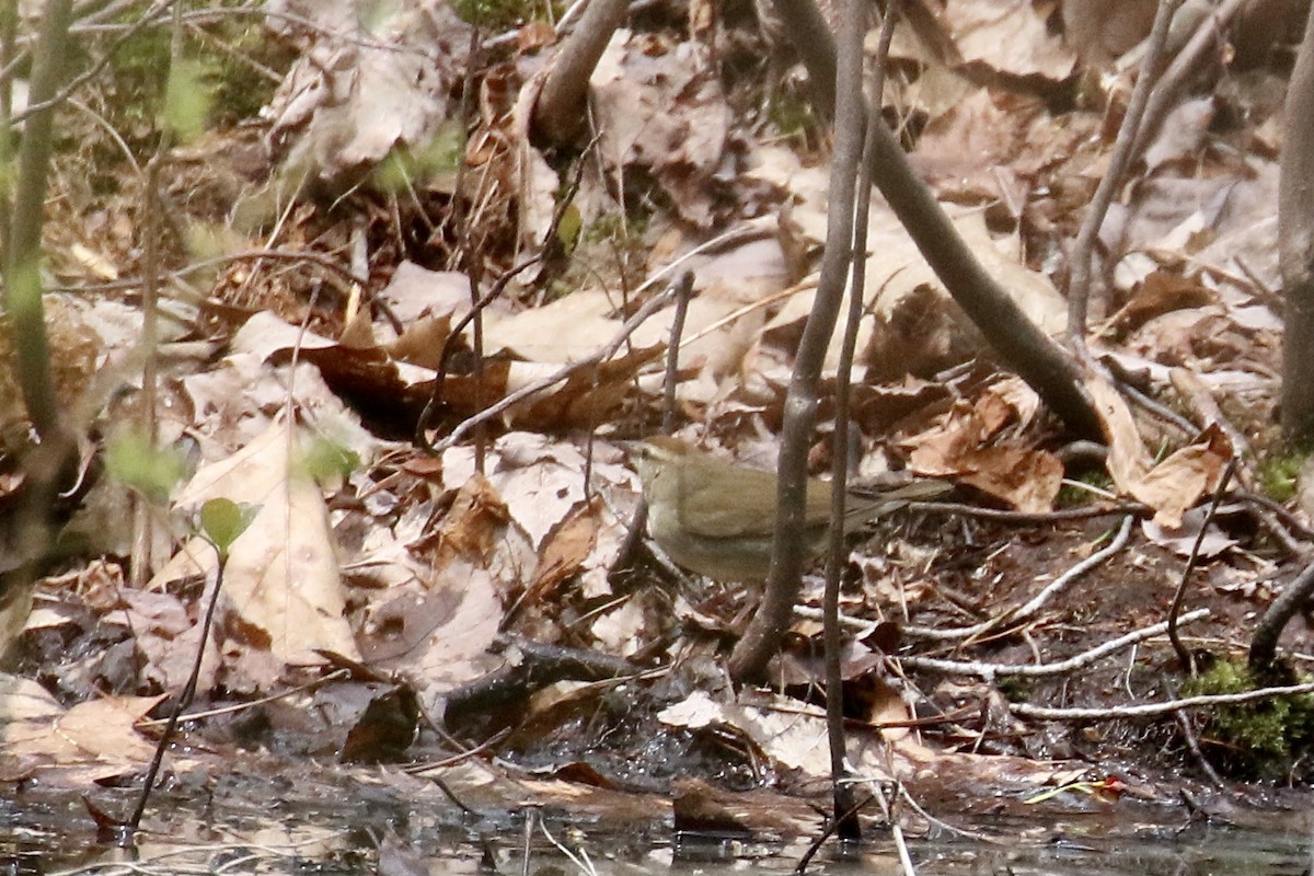 Swainson's Warbler - ML445859411