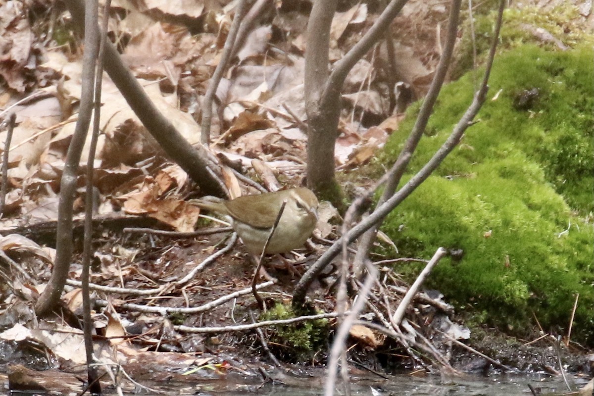 Swainson's Warbler - ML445859451