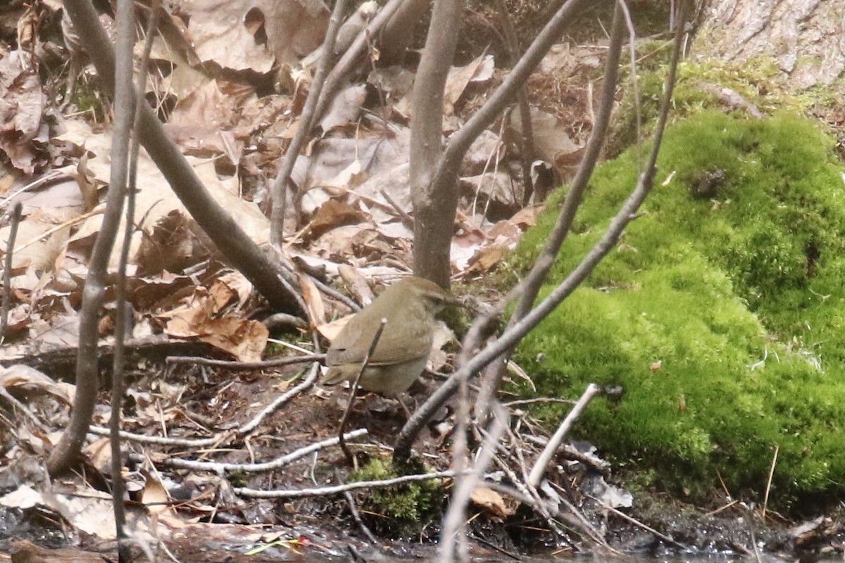 Swainson's Warbler - ML445859461