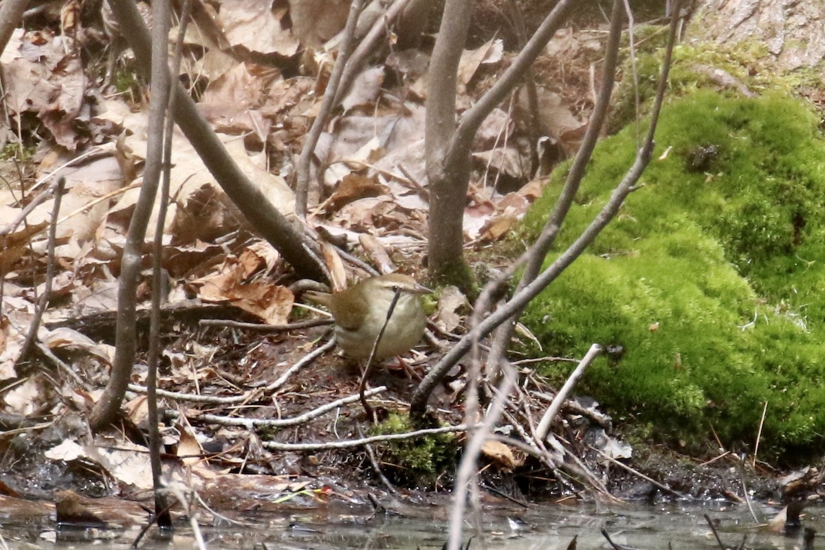 Swainson's Warbler - ML445859471