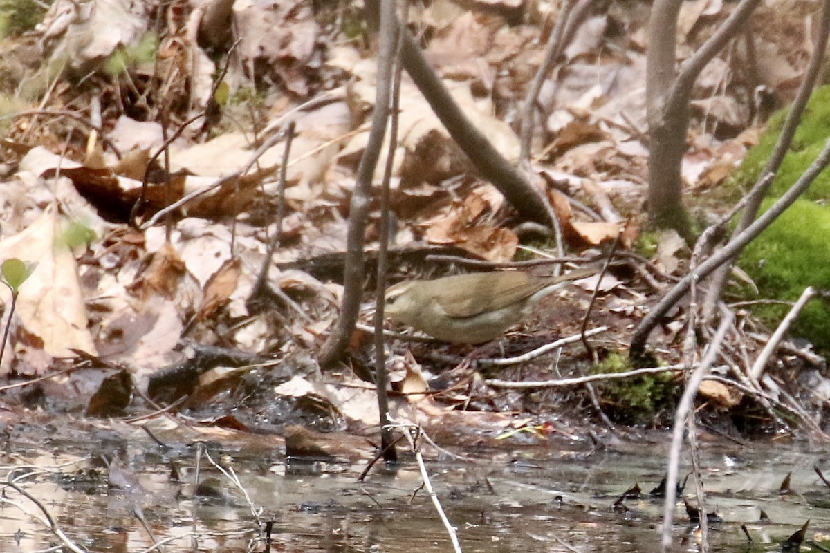 Swainson's Warbler - ML445859481