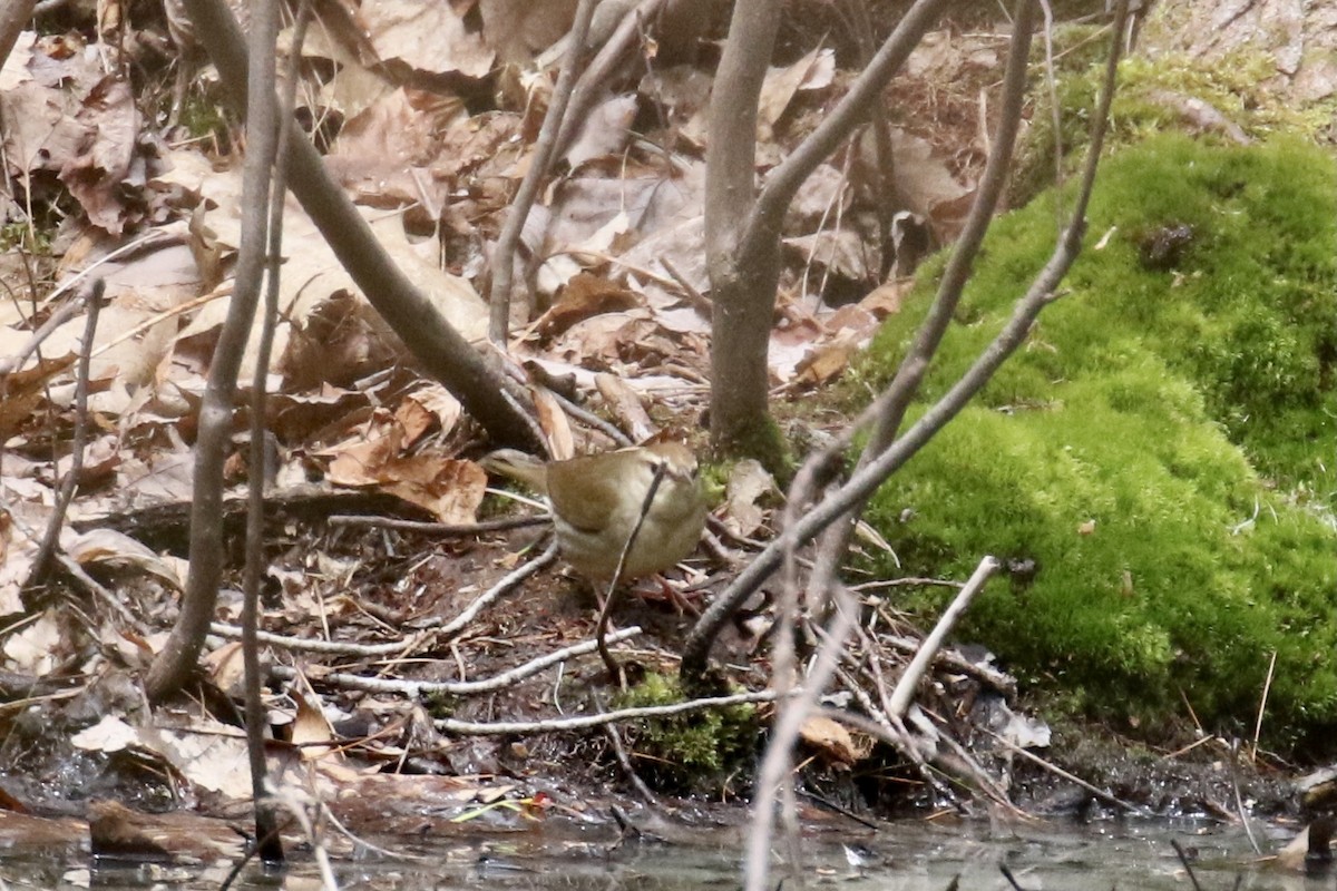 Swainson's Warbler - ML445859491