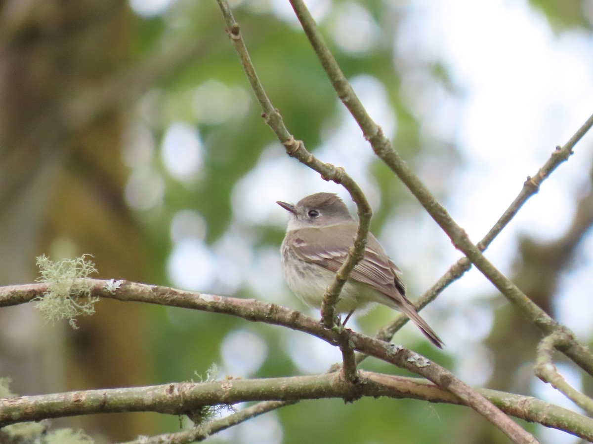 Dusky Flycatcher - ML445859661