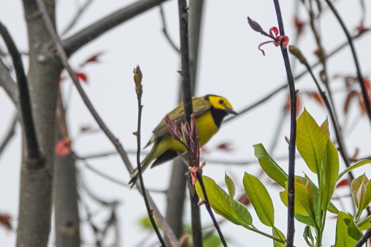 Hooded Warbler - ML445859741