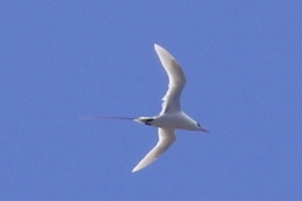 Red-tailed Tropicbird - ML445860701