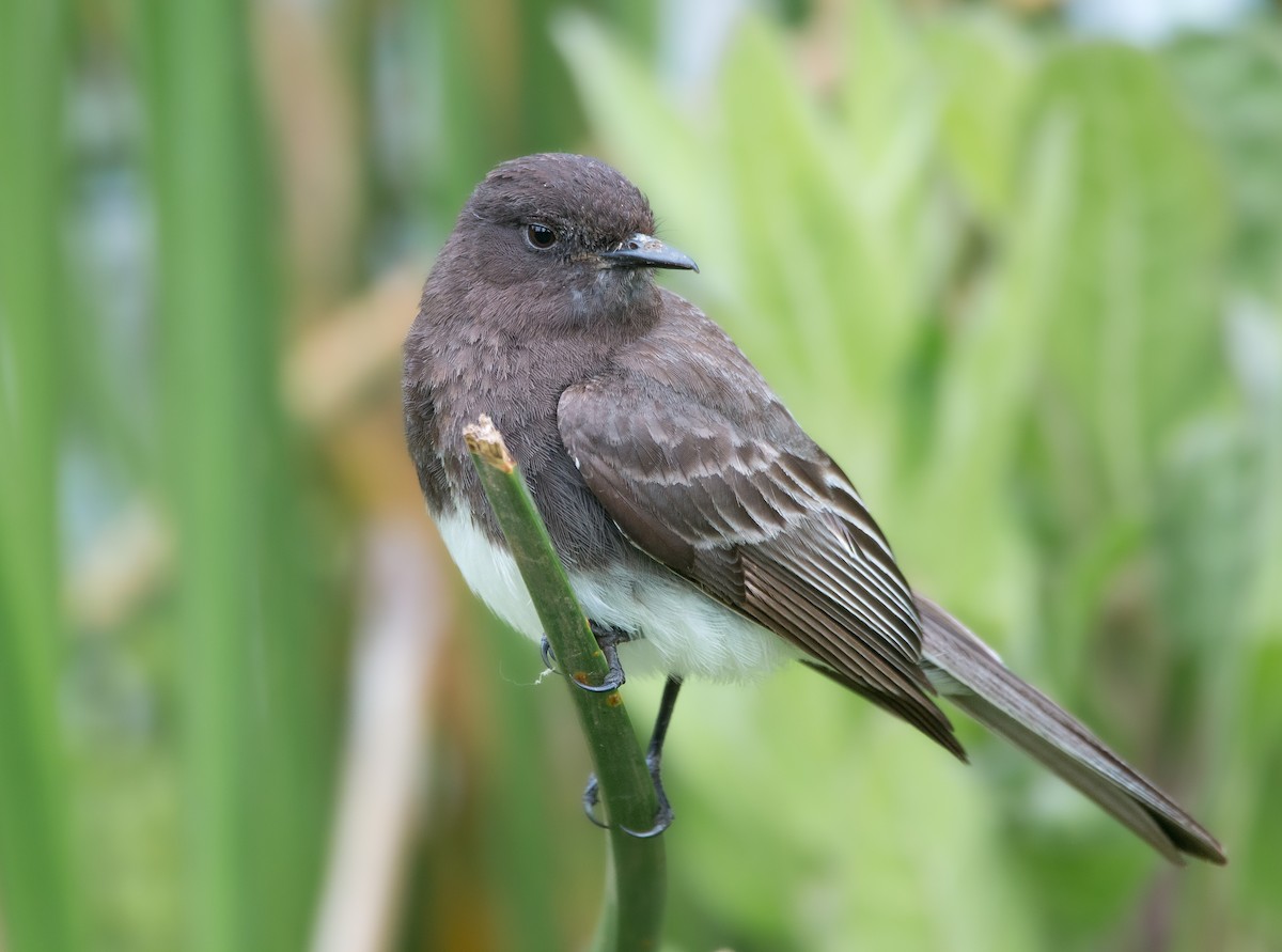 Black Phoebe - ML445860751