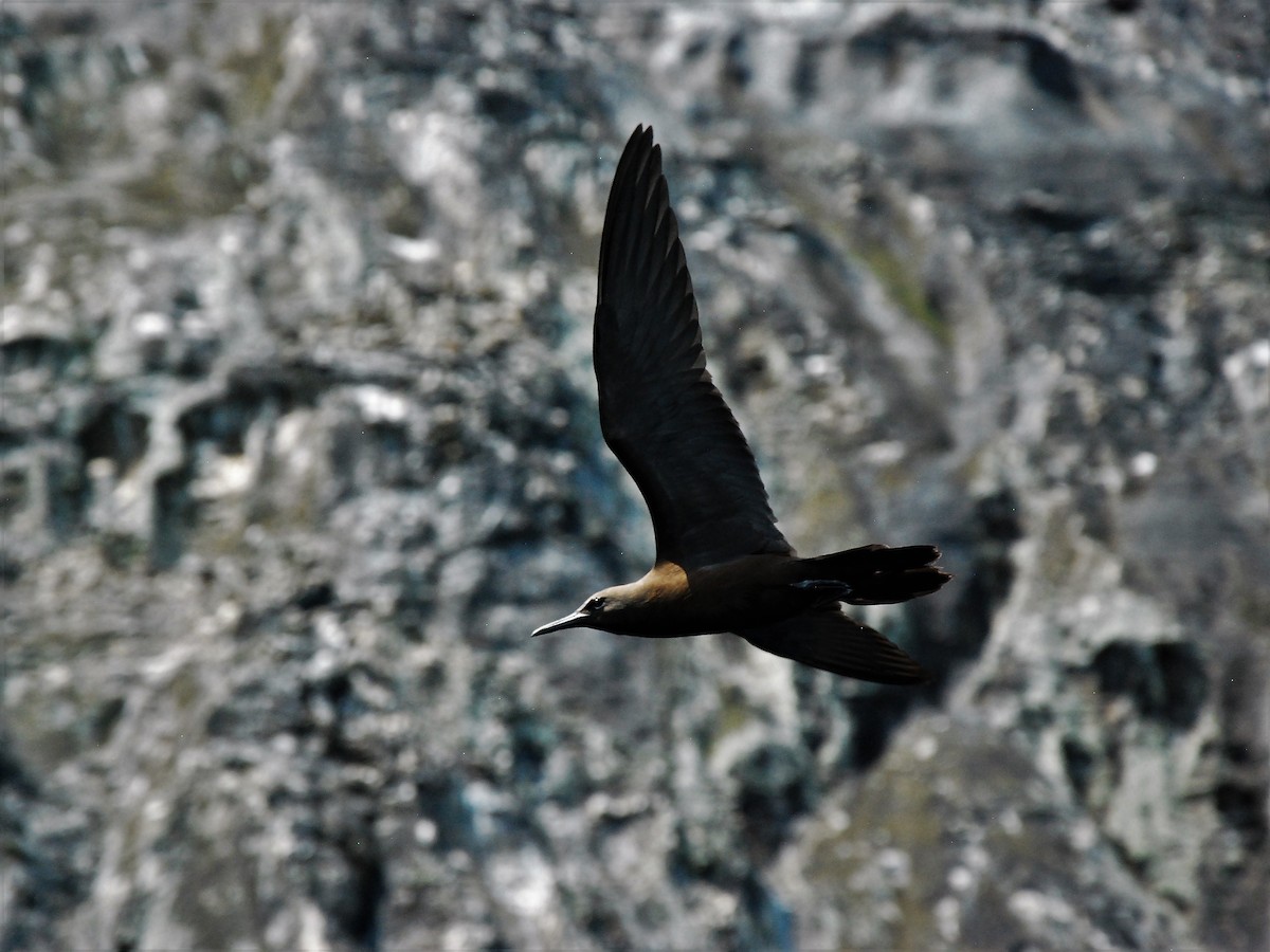 Brown Noddy - ML445860921