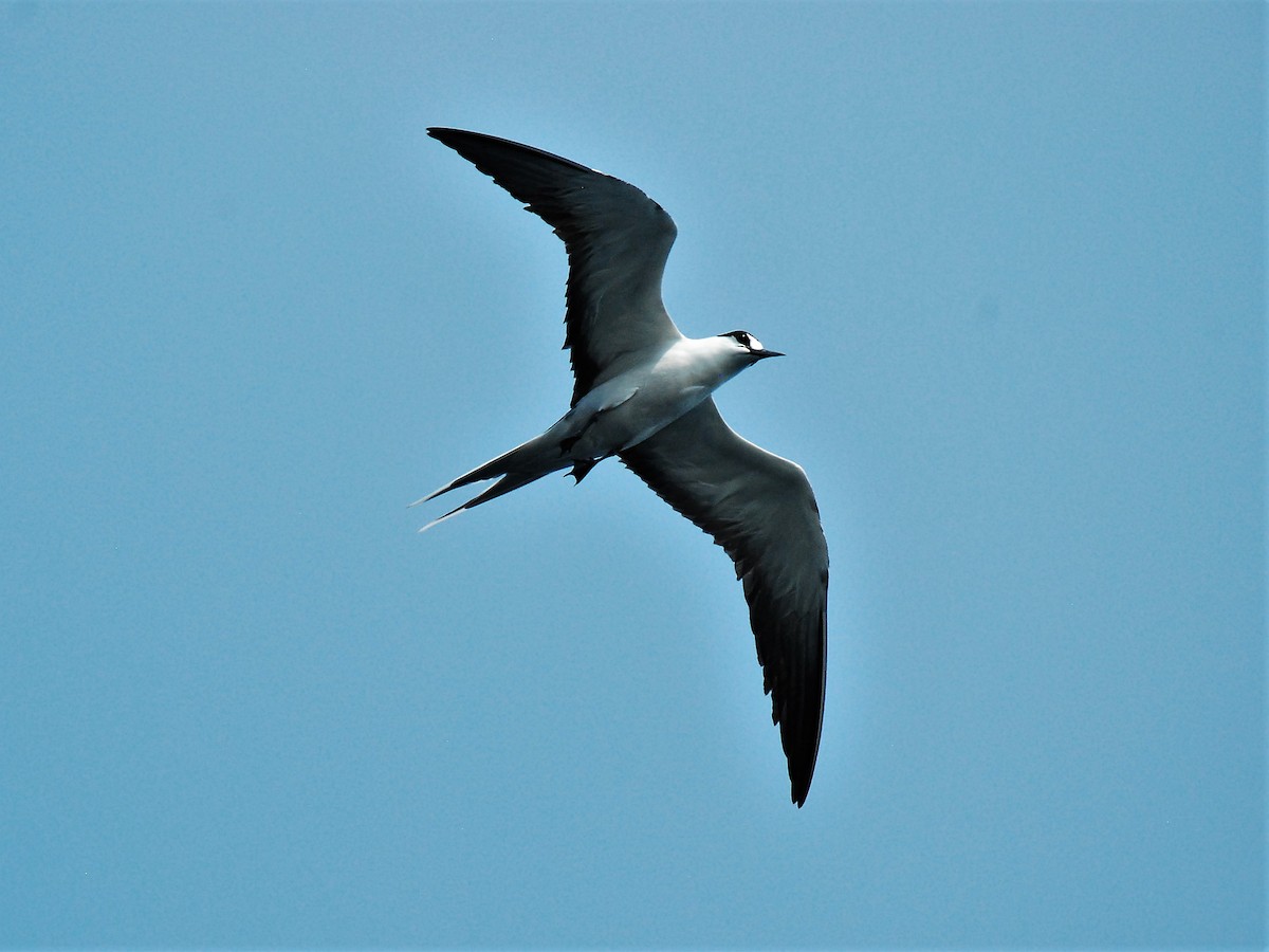 Sooty Tern - Ángel Quirós