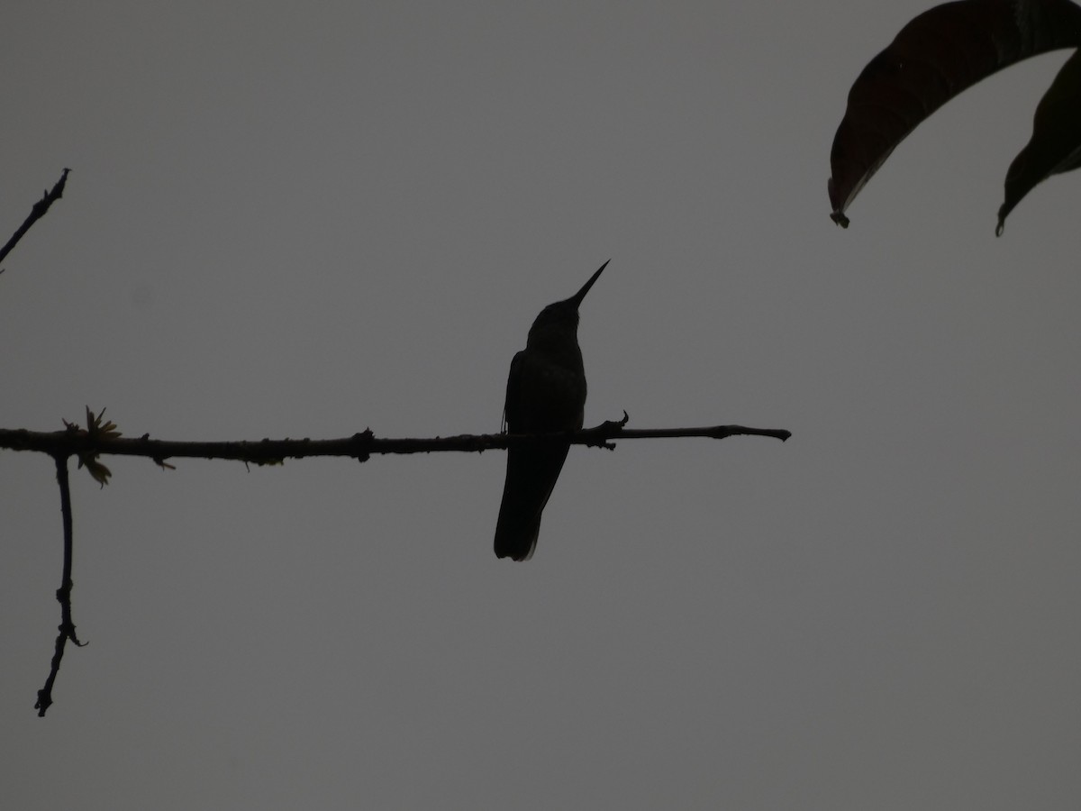 kolibřík skvrnitoprsý - ML445862371