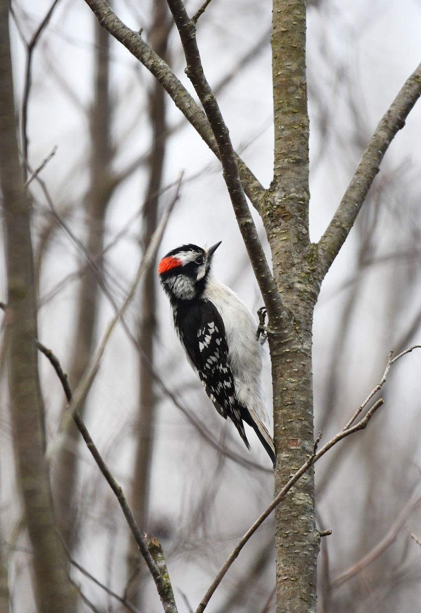 Downy Woodpecker - ML445862491