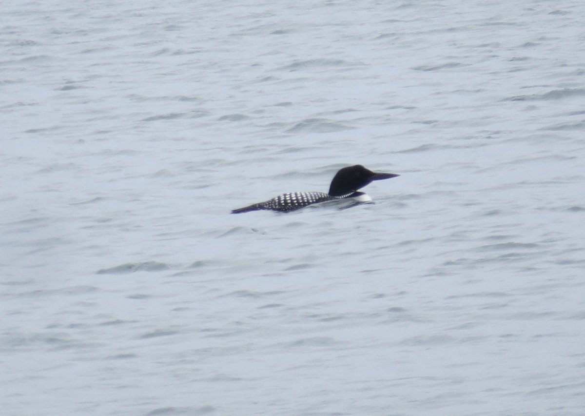 Common Loon - ML445862721