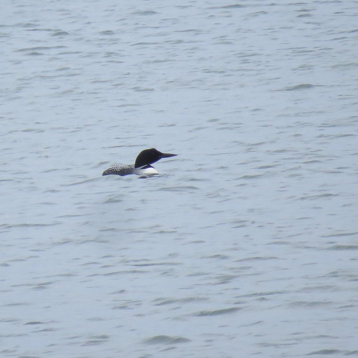 Common Loon - ML445862761