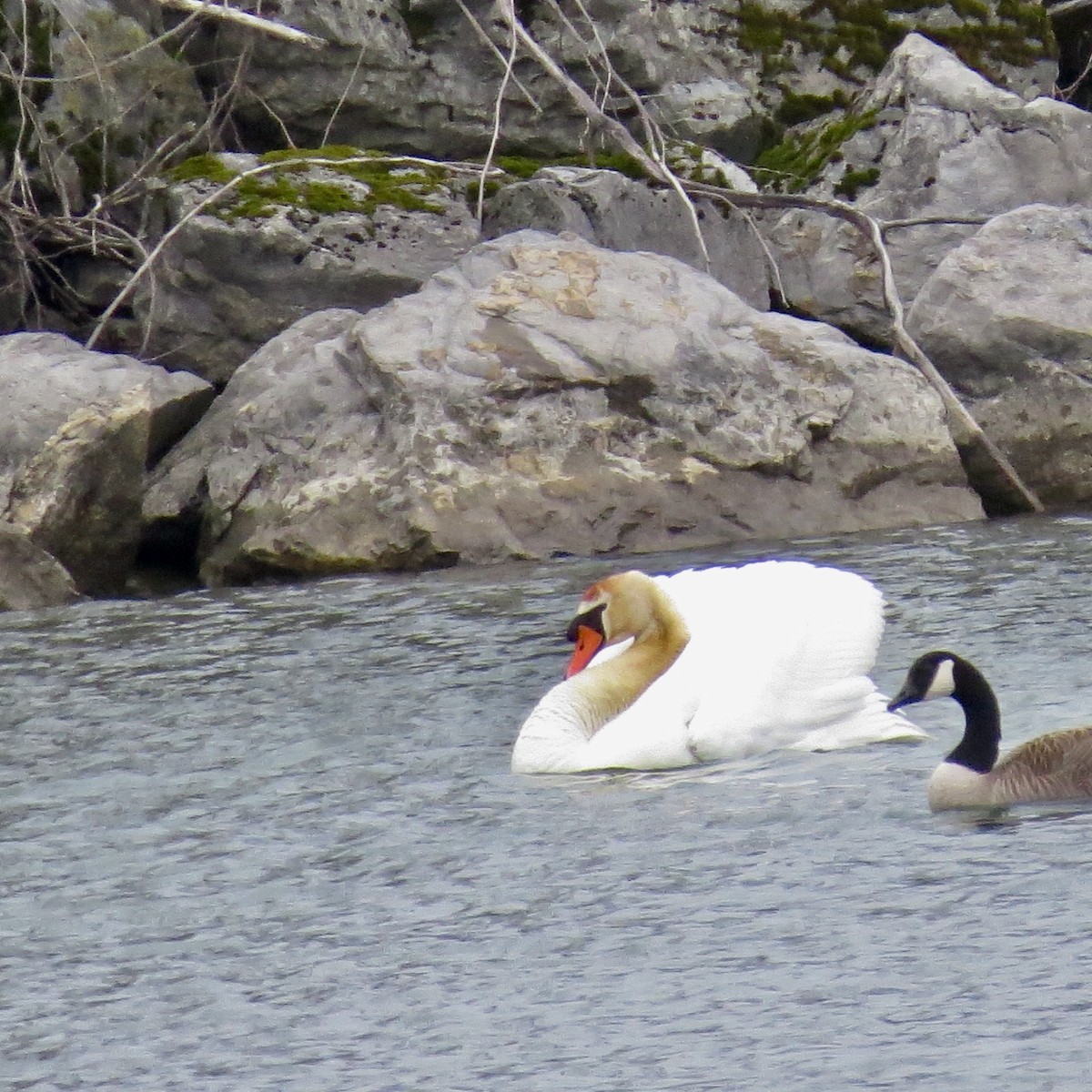Mute Swan - ML445862851