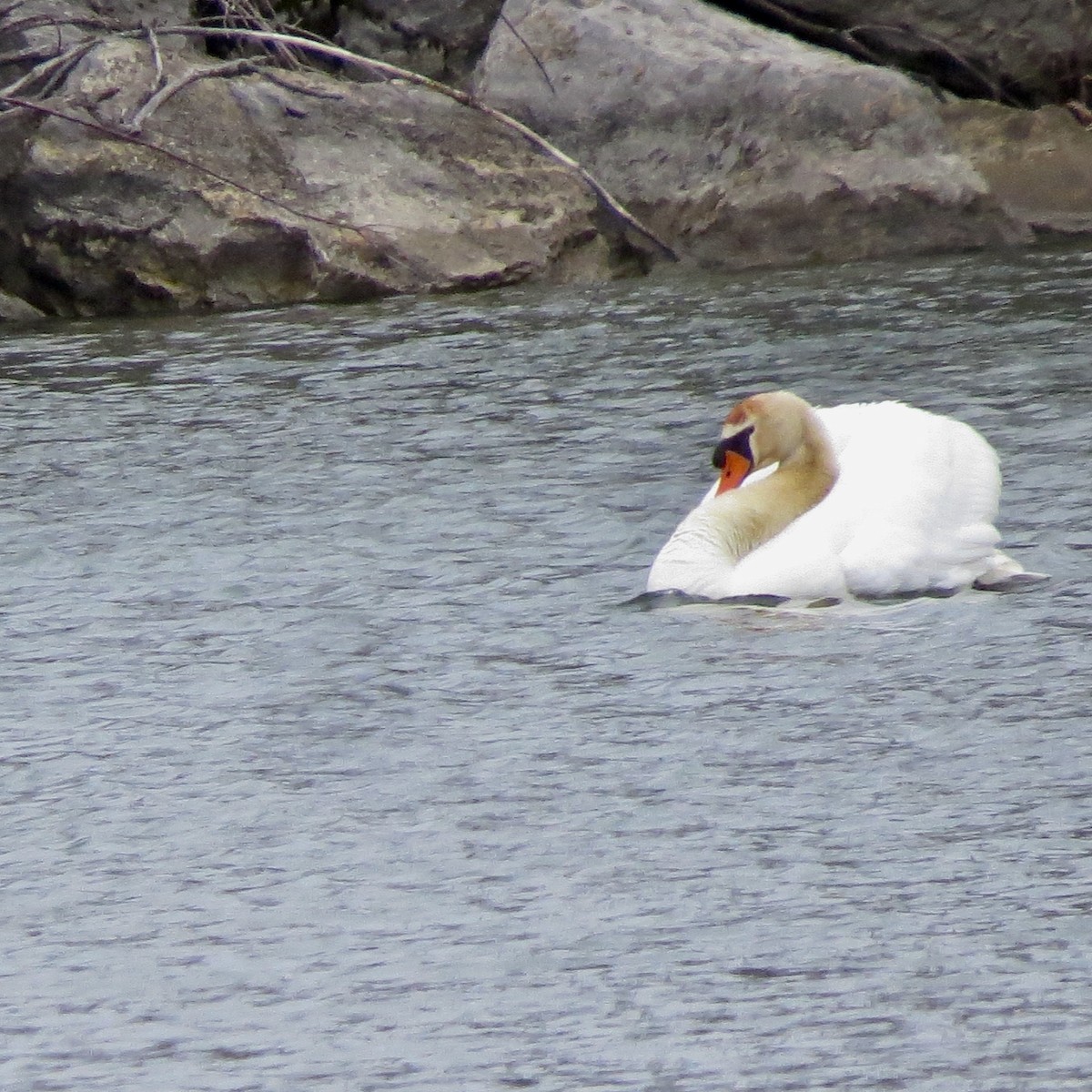 Mute Swan - ML445862861