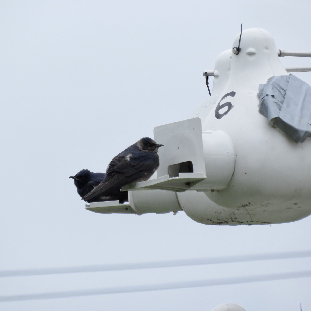 Purple Martin - ML445863261