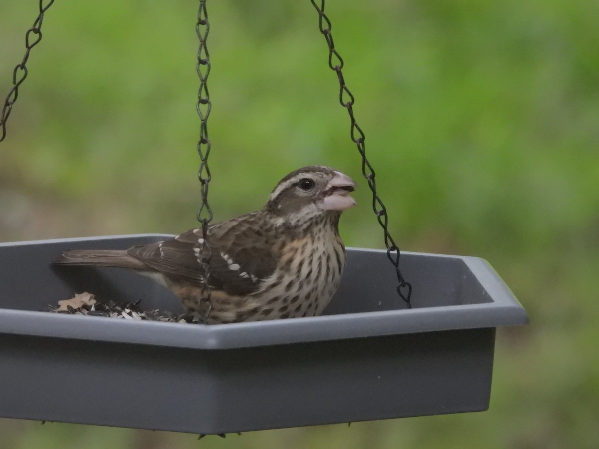 Rose-breasted Grosbeak - Jeff Wallace