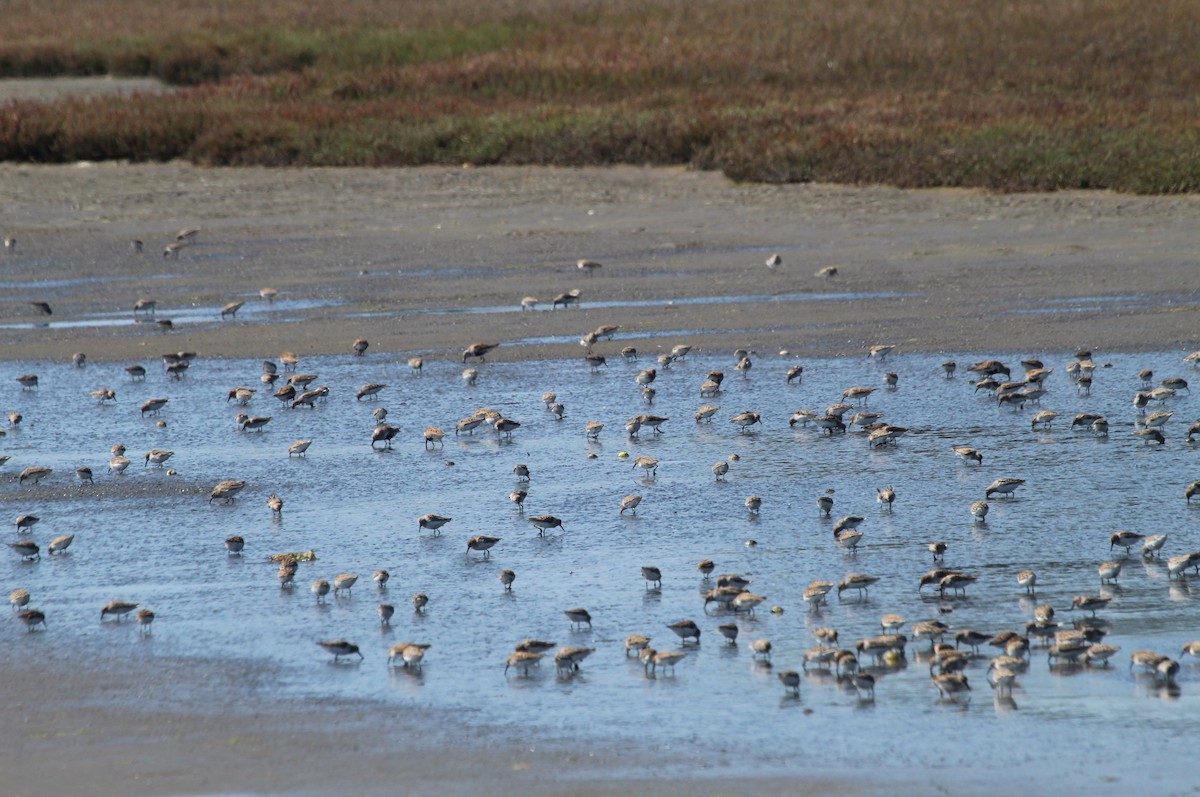 Western Sandpiper - ML445864811