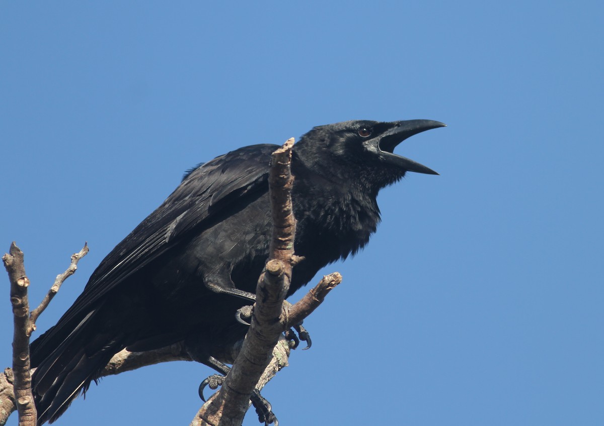 Cuban Crow - ML44586661