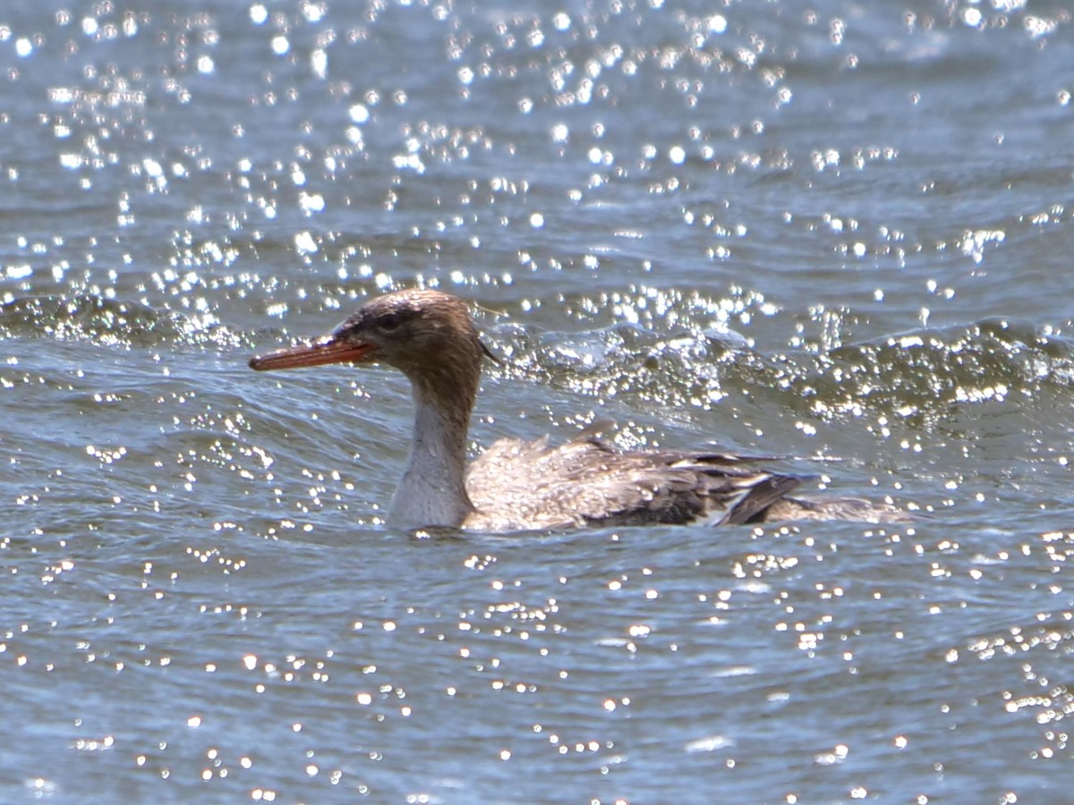 Red-breasted Merganser - Chris Gilbert