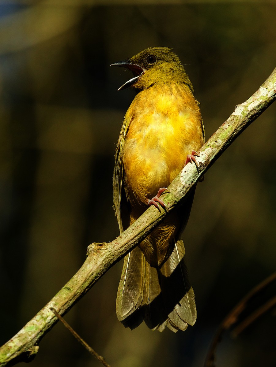 Gray-headed Tanager - ML445869161