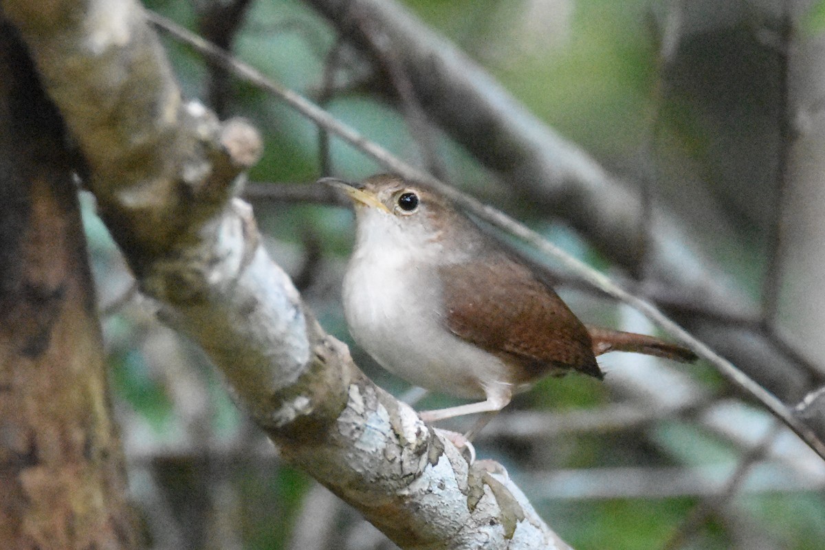 House Wren (Cozumel I.) - Luke Berg