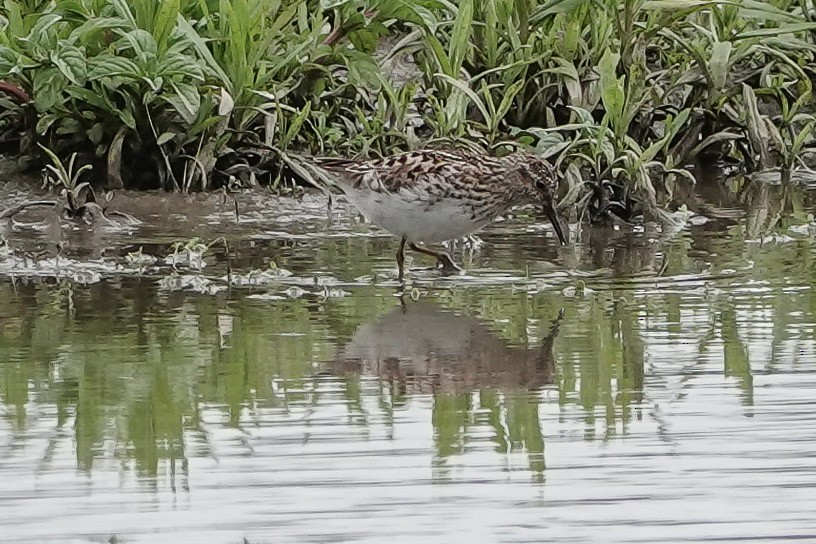 Bécasseau à poitrine cendrée - ML445870661