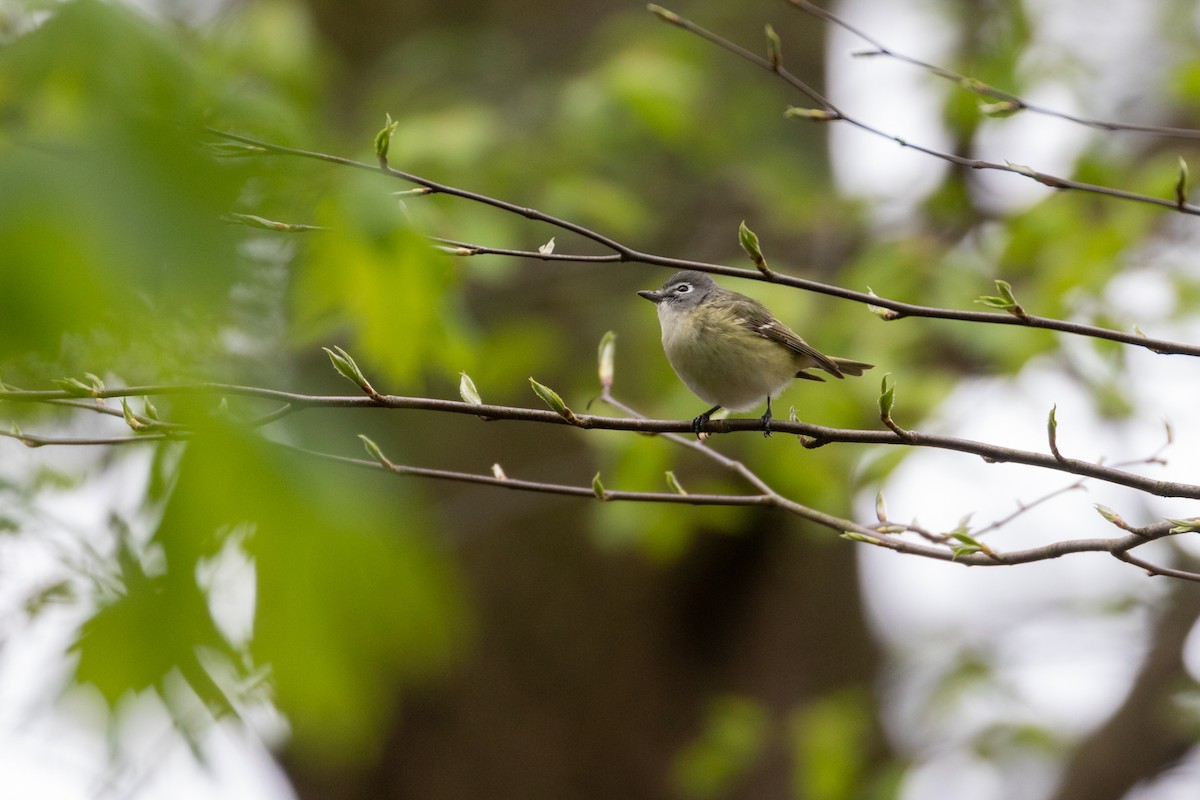 Mavi Başlı Vireo - ML445870961