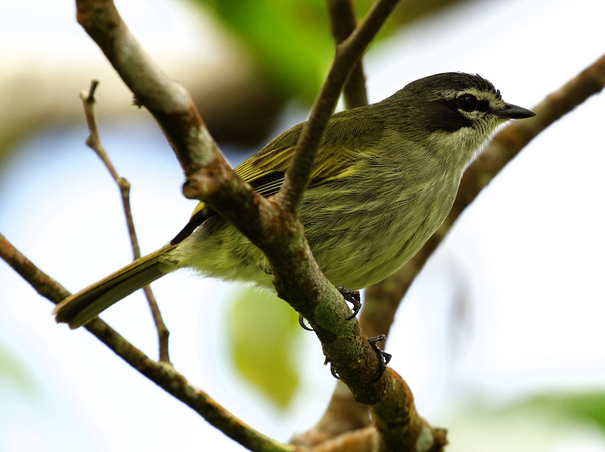 Venezuelan Tyrannulet - ML445872211