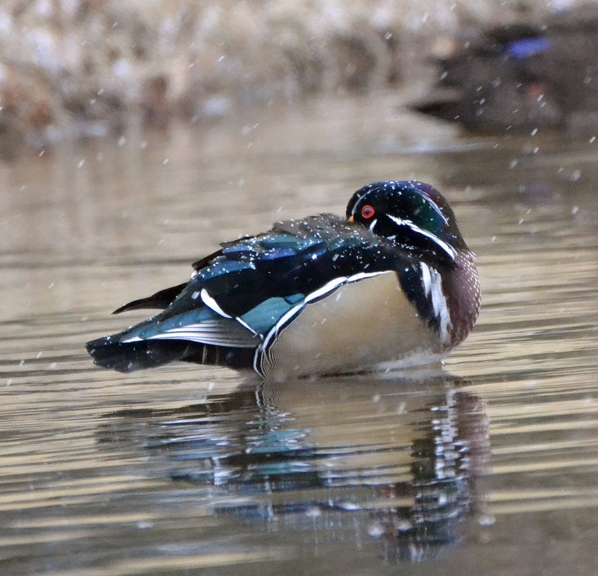 Wood Duck - ML44587311