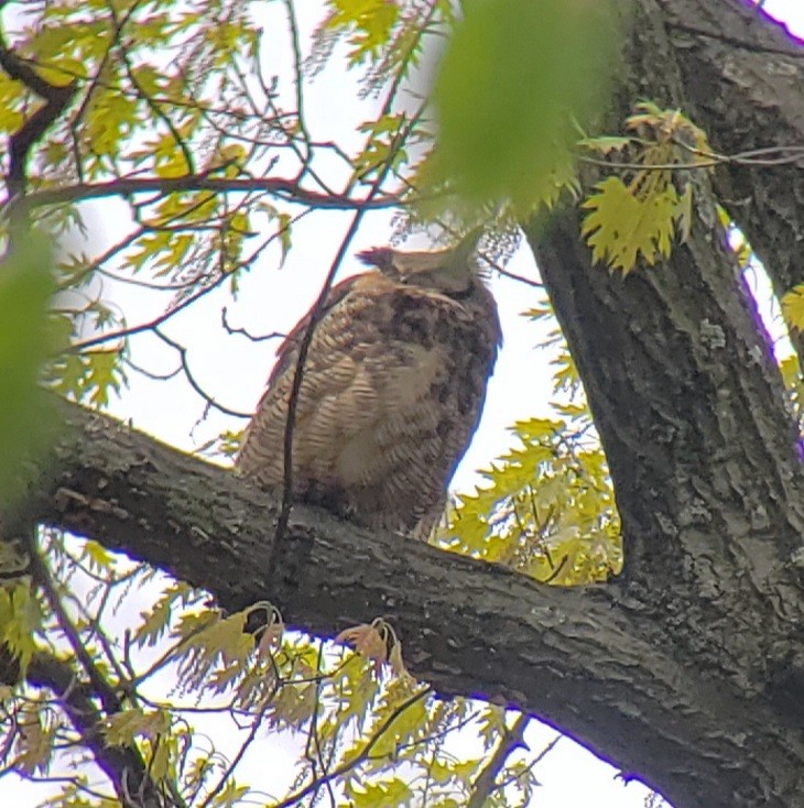 Great Horned Owl - ML445874541