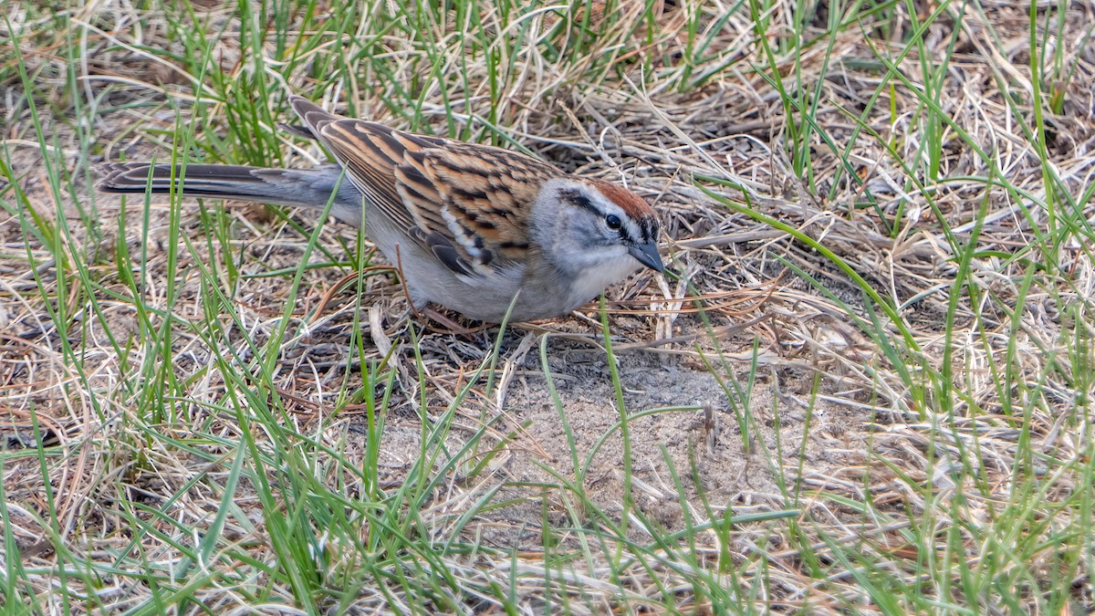 Chipping Sparrow - ML445874991