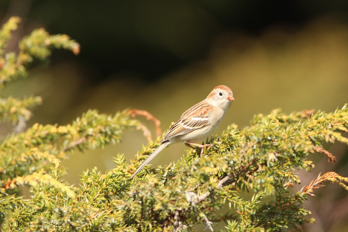 Field Sparrow - ML445875131