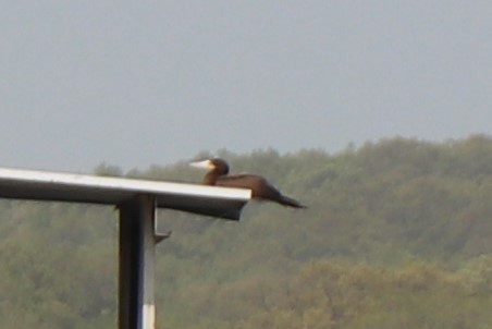 Brown Booby - ML445875421