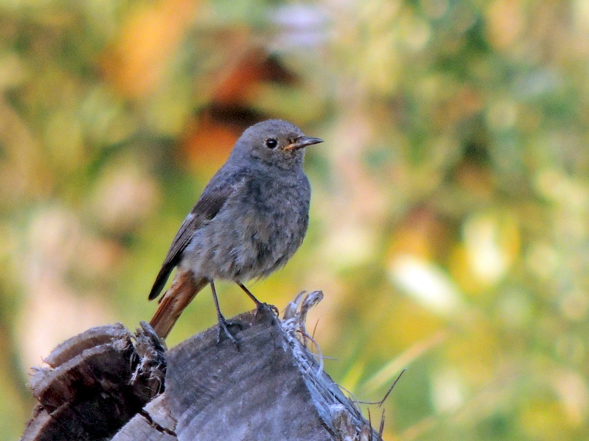 Female (Western)