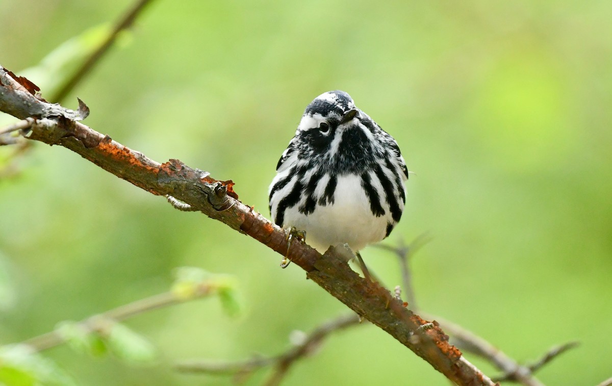 Black-and-white Warbler - ML445876241