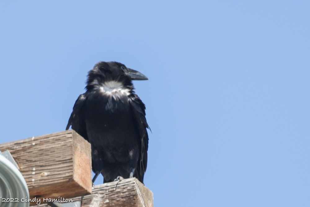 Chihuahuan Raven - ML445877001