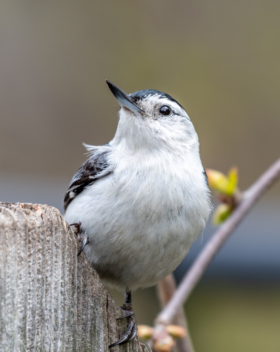 White-breasted Nuthatch - Suzy Deese