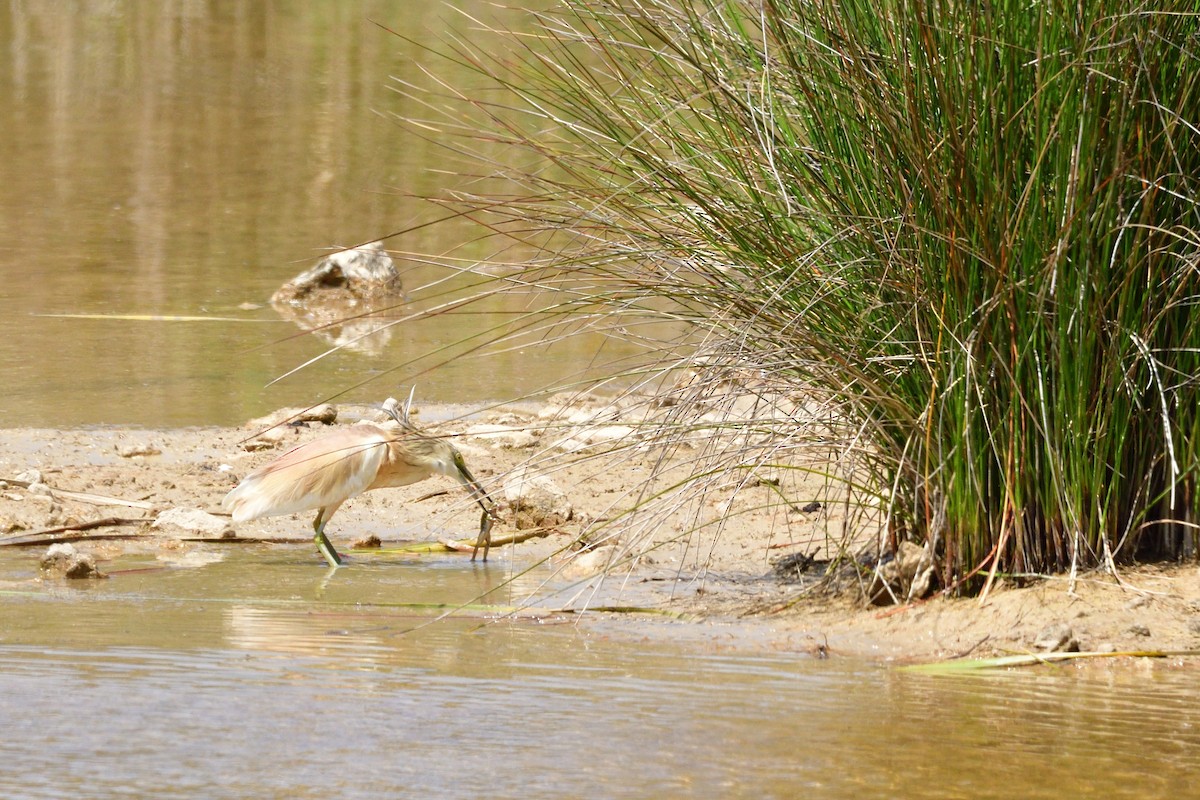 Squacco Heron - José  Luis Perez Navarro