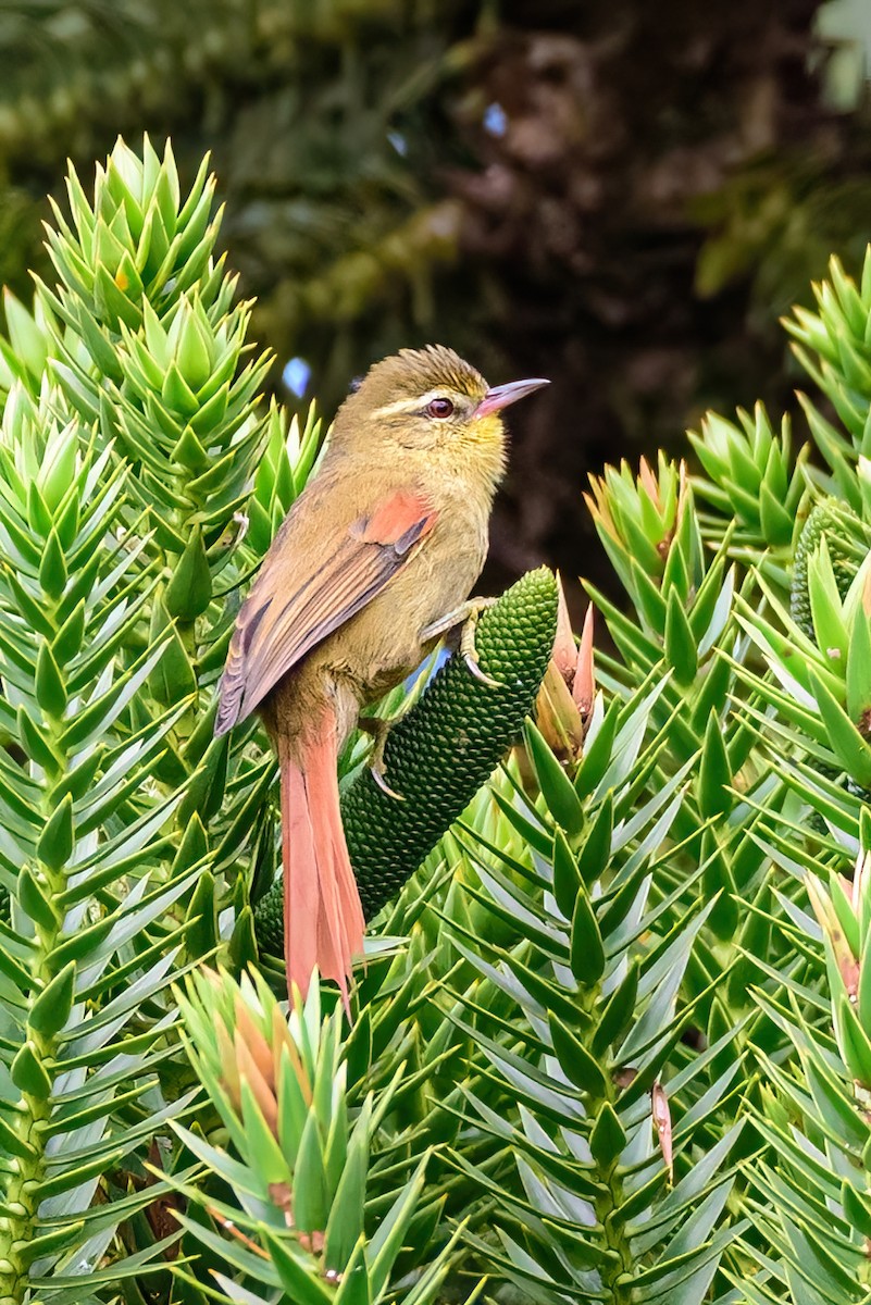 Olive Spinetail - ML445879341