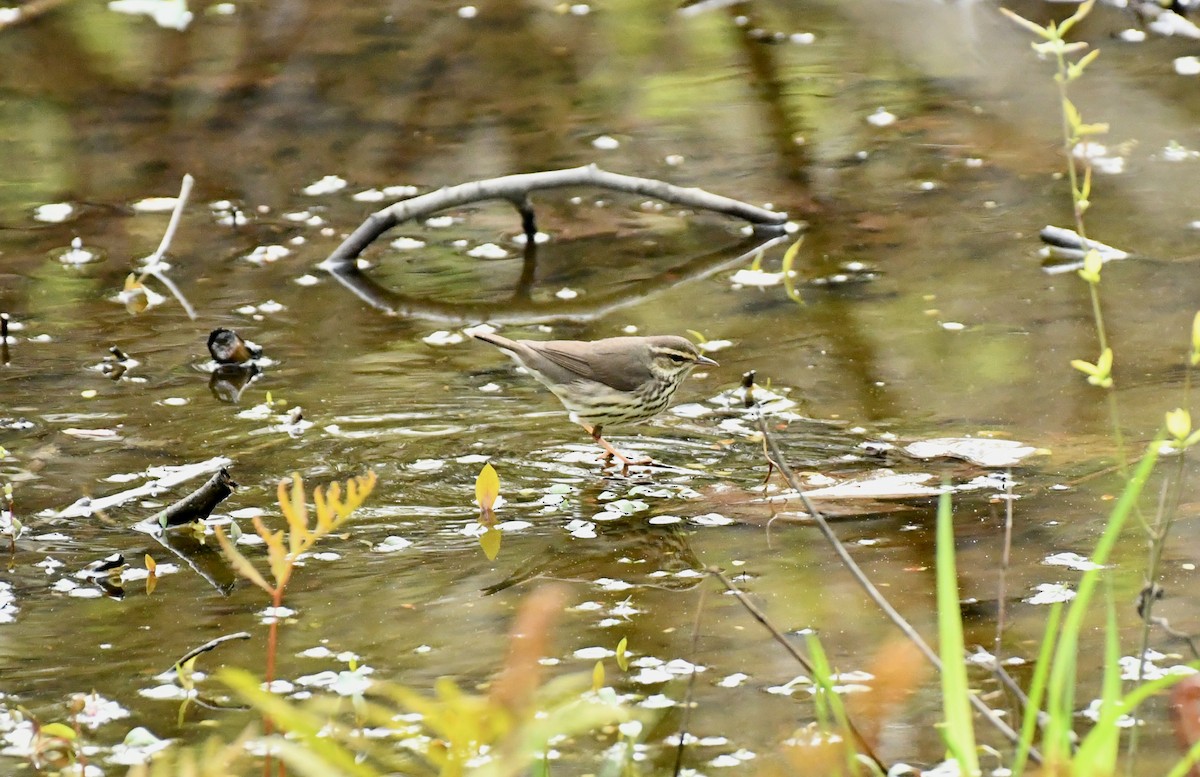 Paruline des ruisseaux - ML445879891