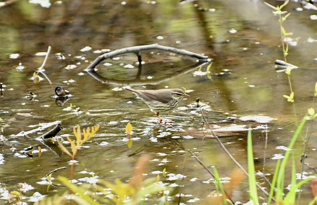 Northern Waterthrush - ML445879891