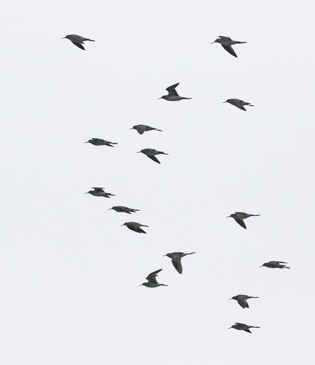 Lesser Yellowlegs - ML445880101