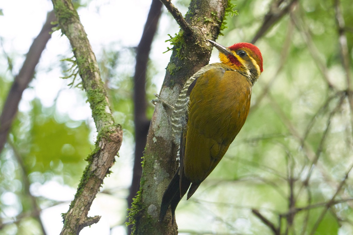 White-browed Woodpecker - ML445880291