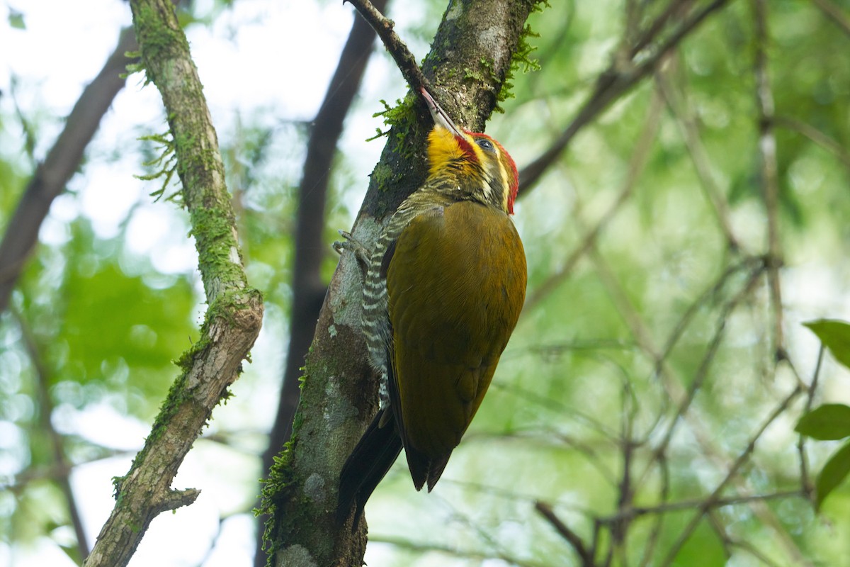 White-browed Woodpecker - ML445880381