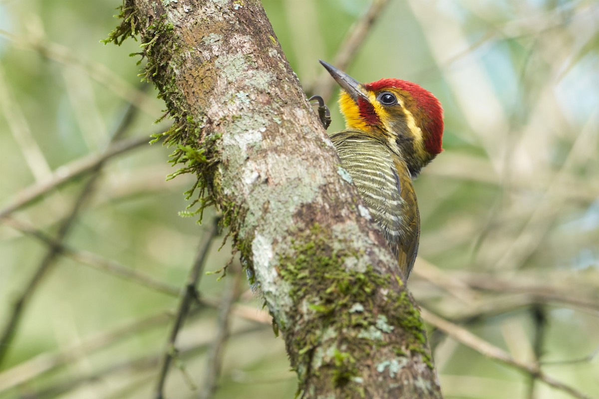White-browed Woodpecker - ML445880501