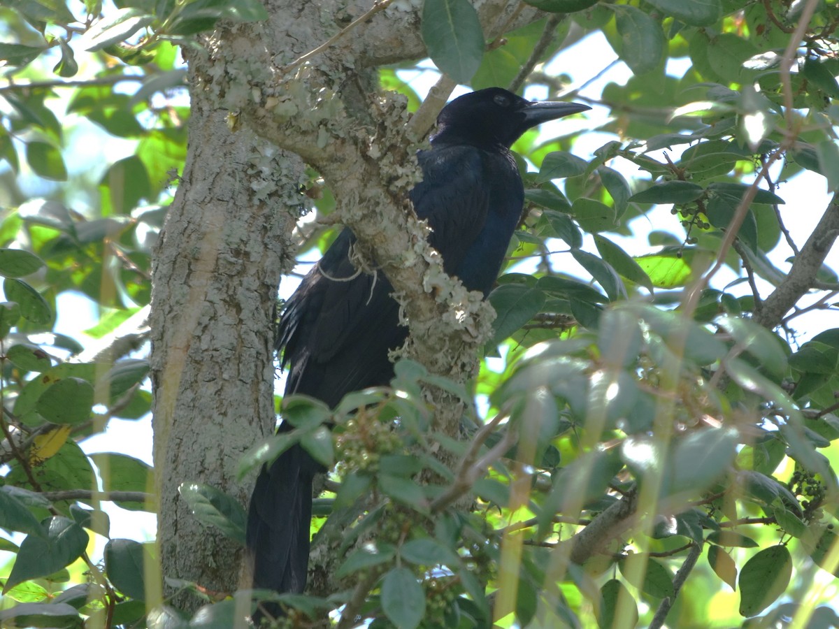 Common Grackle - ML445881961