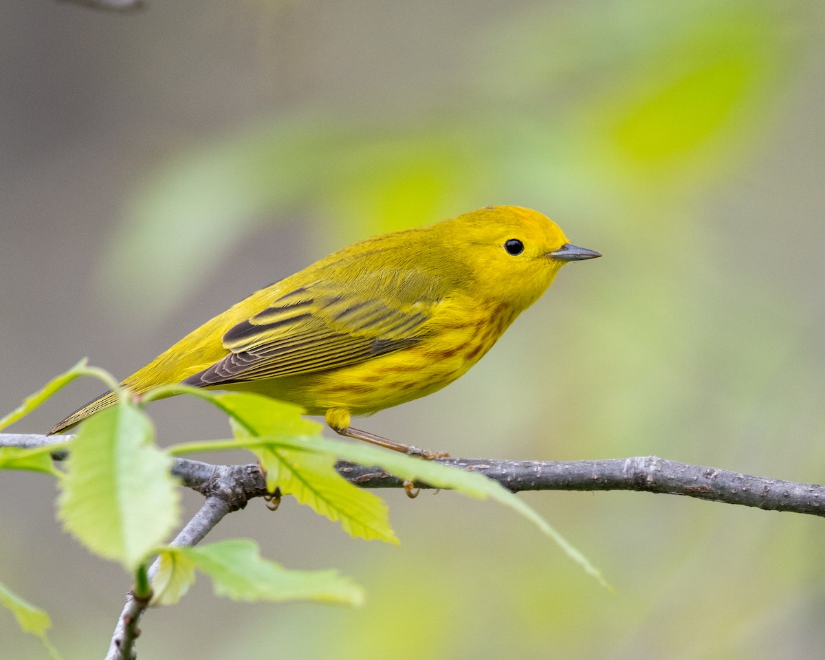 Northern Yellow Warbler - ML445882501