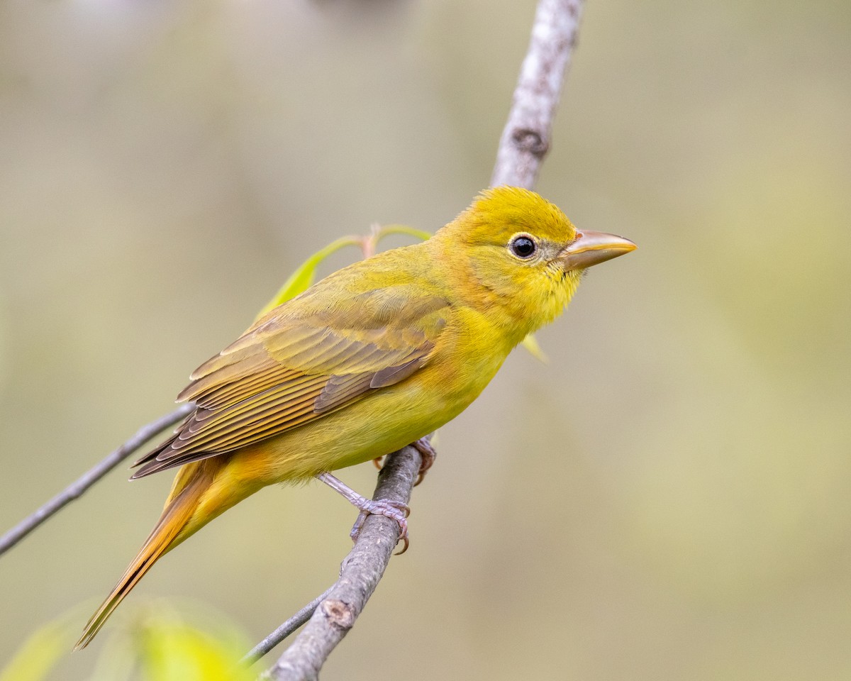 Summer Tanager - ML445882531