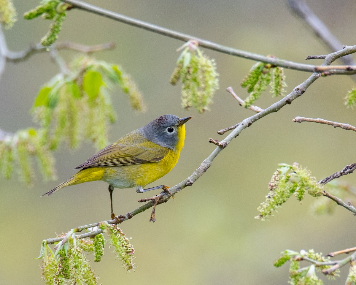 Nashville Warbler - ML445882591